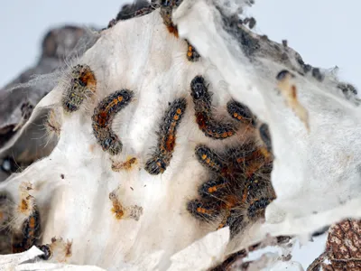Brown tail caterpillars (Euproctis chrysorrhoea) on a branch of a pear tree in winter caterpillars nest. Important pests of many trees and shrubs including fruit trees.