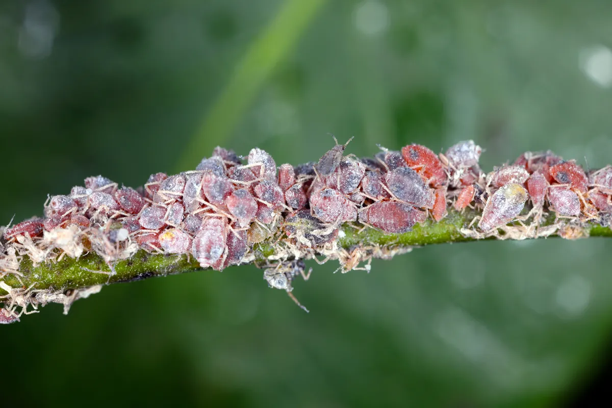 Pear-grass aphid (Melanaphis pyraria, synonym is Pyraphis pyrastri). A colony on a young pear tree shoot in the garden in spring.