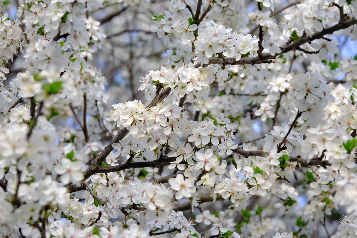 Flowering fruit tree in spring. White small flowers of Mirabelle plum, also known as mirabelle prune or cherry plum (Prunus domestica subsp. syriaca).