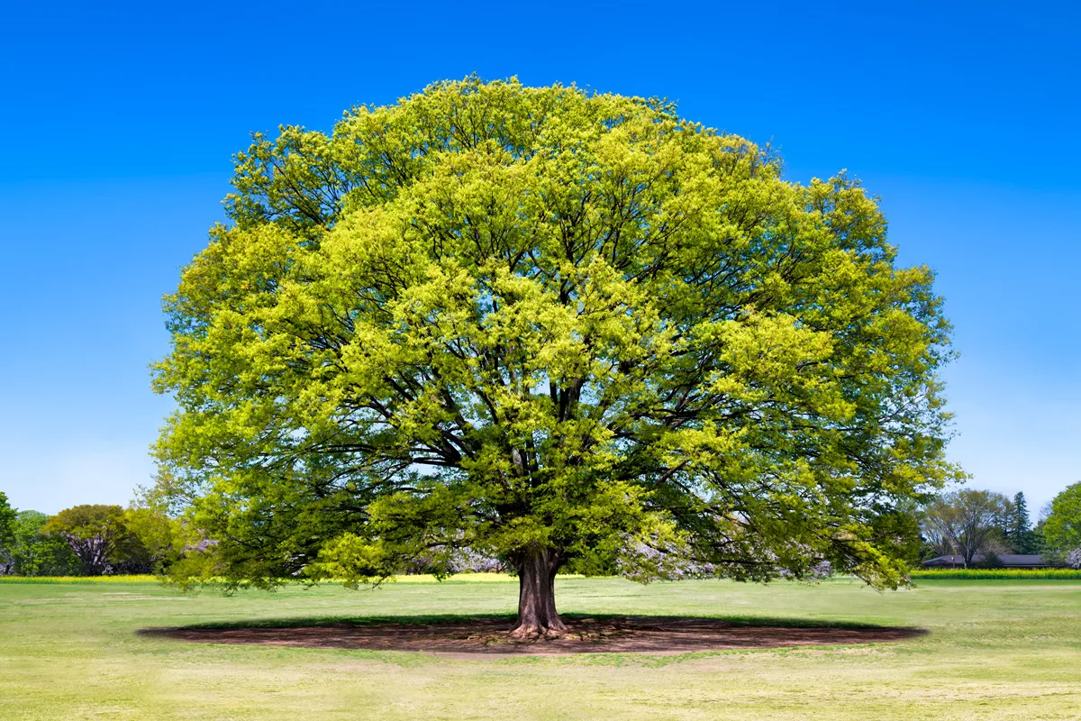 Huge single japanese elm tree on a meadow