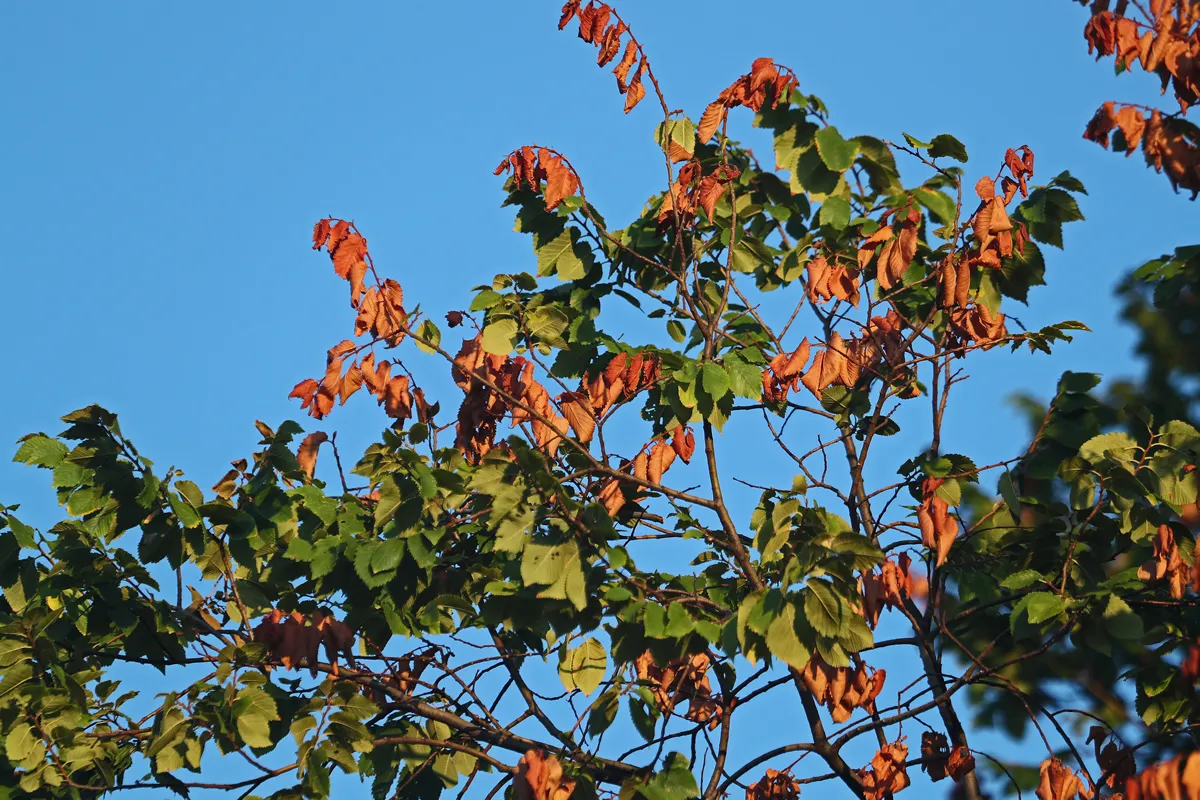 dead leaves on a dying elm tree Latin ulmus or frondibus ulmi suffering from dutch elm disease also called grafiosi del olmo in Italy