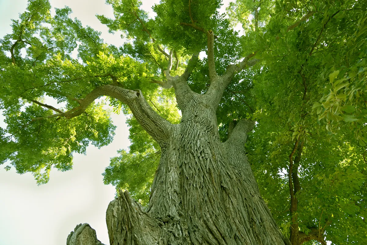 powerful green elm tree at summer time; focus on trunk