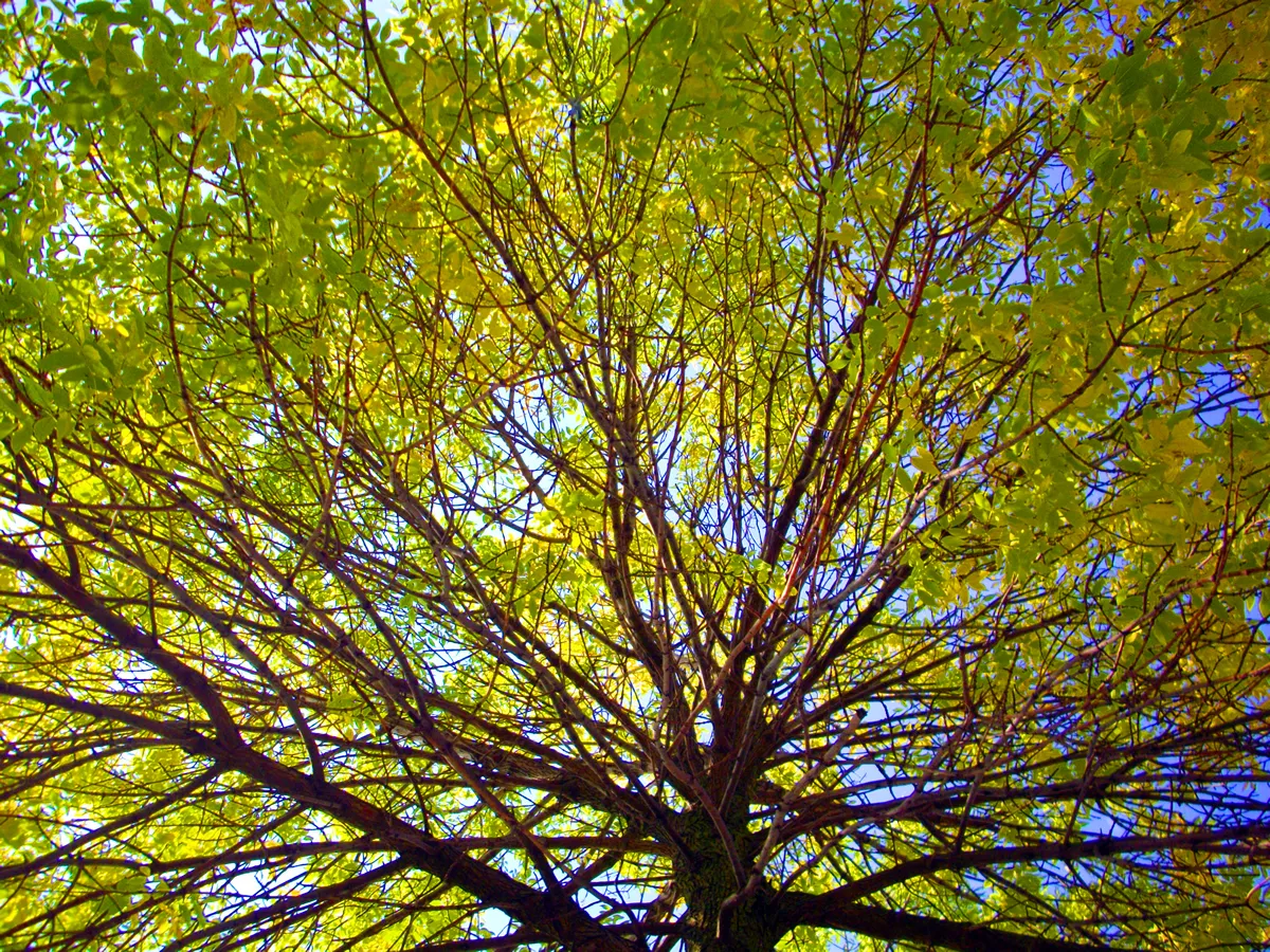 Low Angle Elm Tree