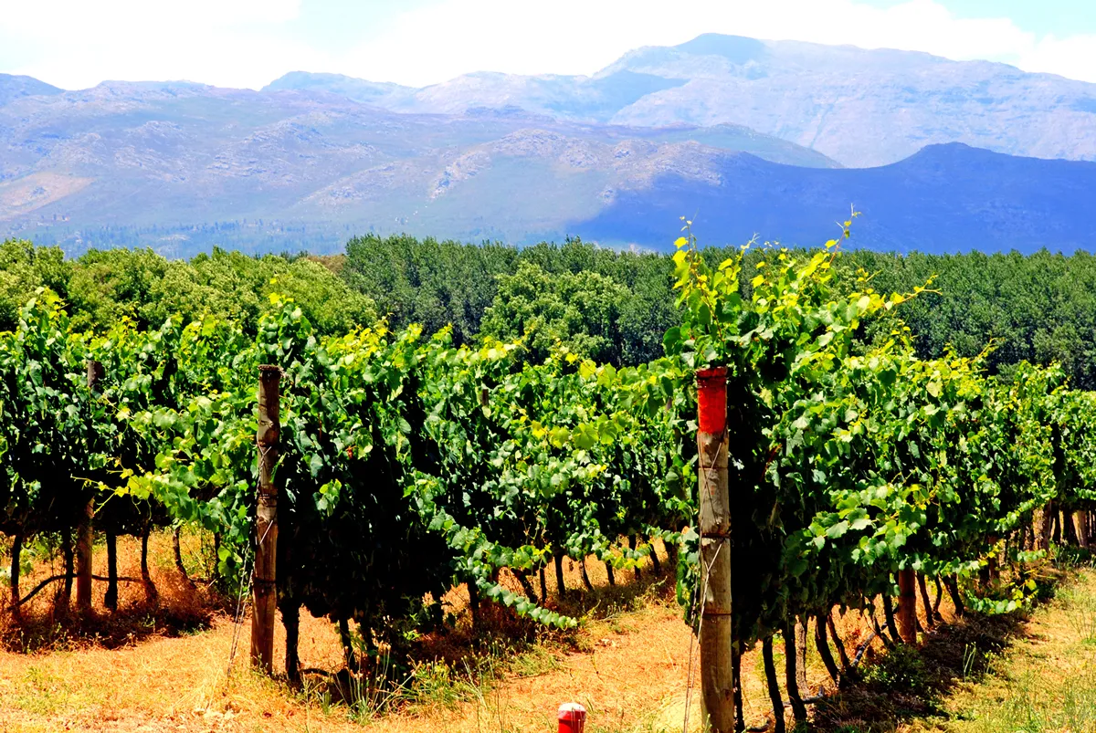 agricultural landscape with vineyard in province West Cape(South Africa)