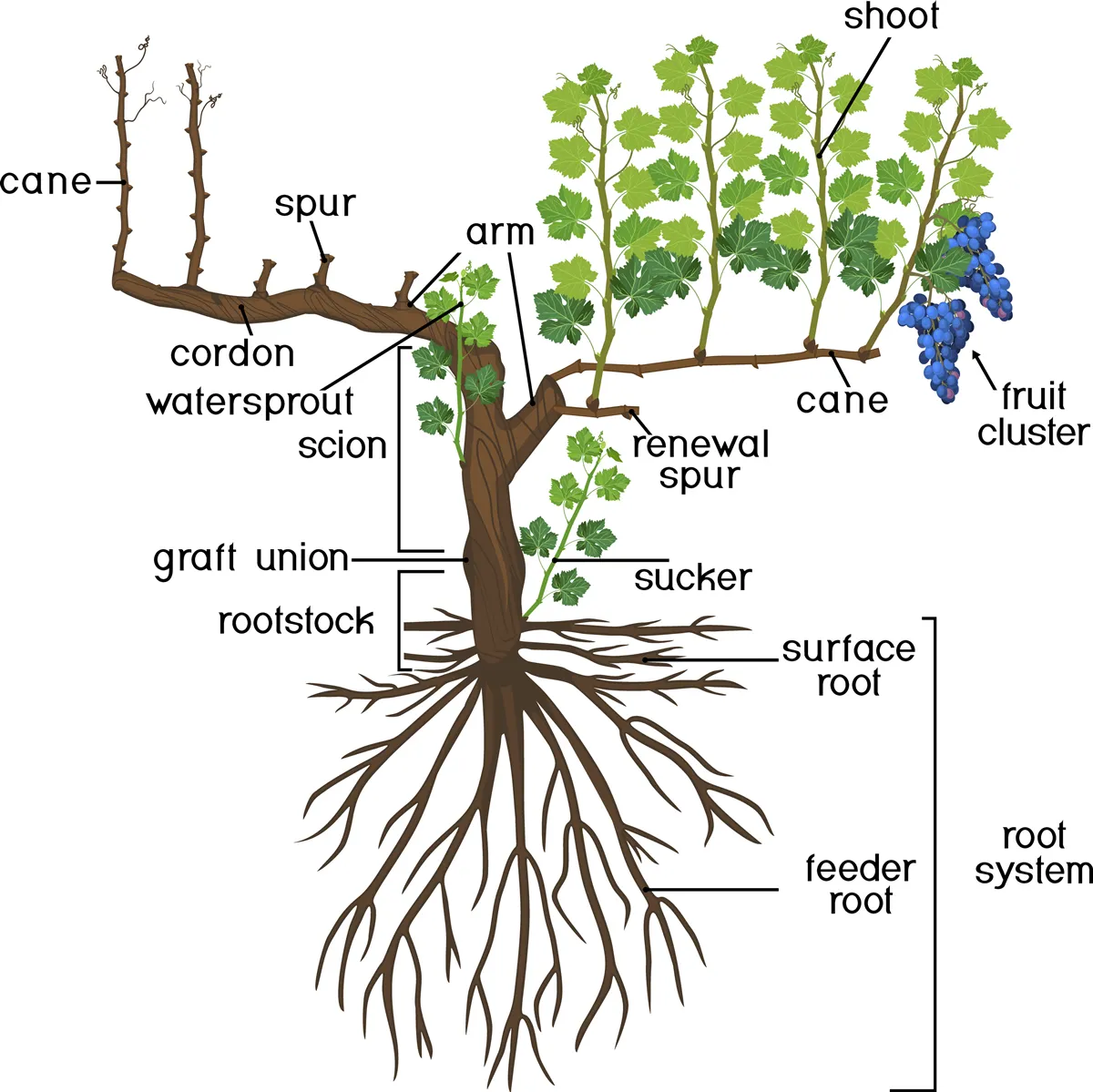 Parts of plant. Morphology of grape vine plant with root system isolated on white background. Structure of grapevine plant