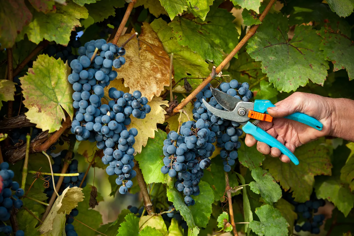 red grape leaf with blurred background