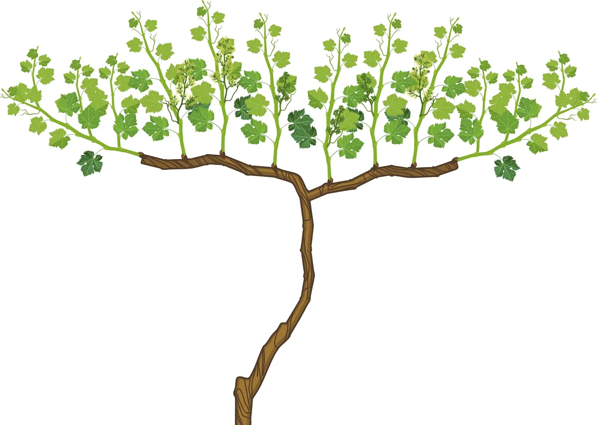 Grape vine plant with green leaves and flowers isolated on white background