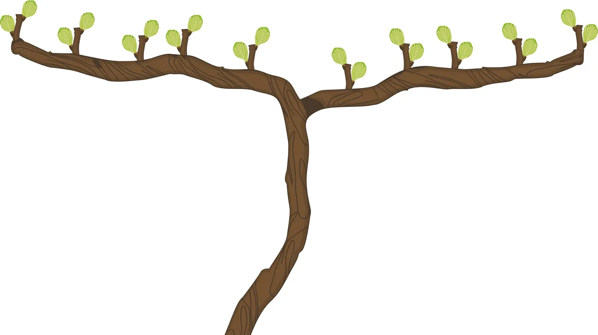 Grape vine plant with green buds isolated on white background