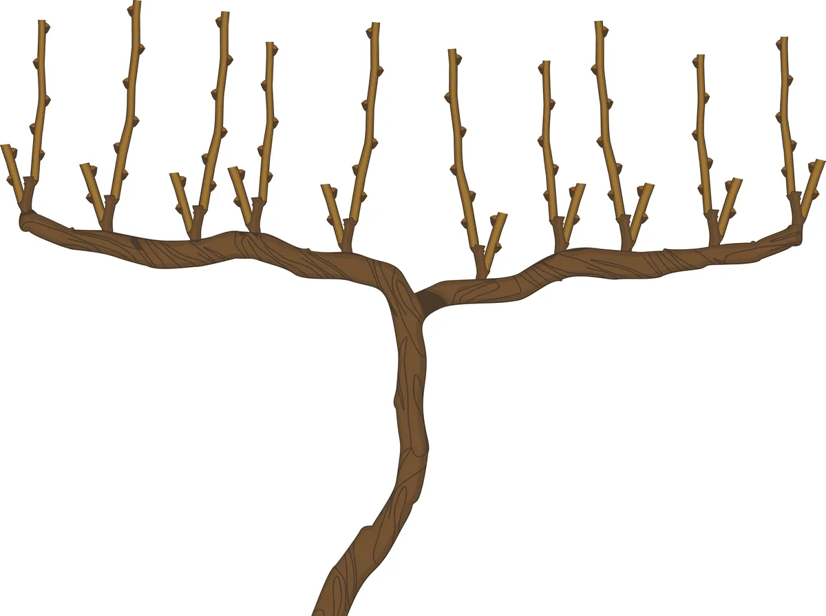 Spur pruned grape vine plant isolated on white background