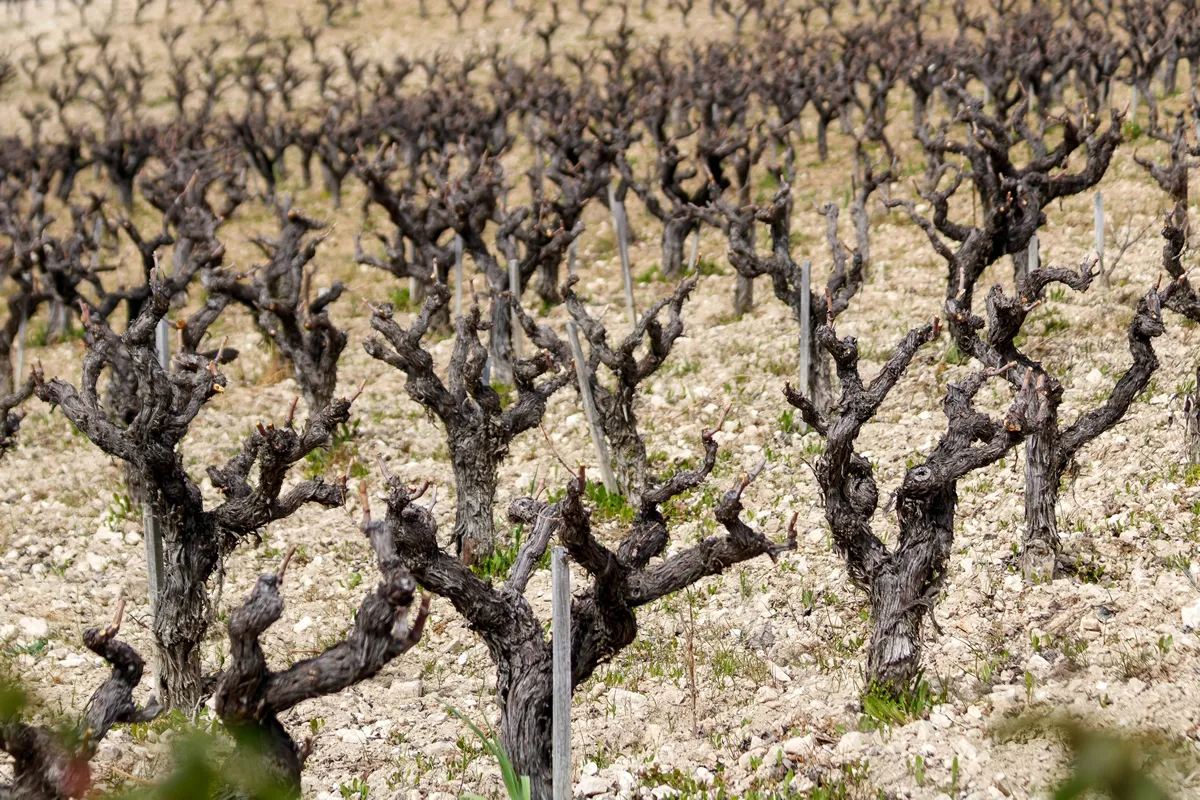 Dry grape vine trunks without leaves on vineyard in springtime