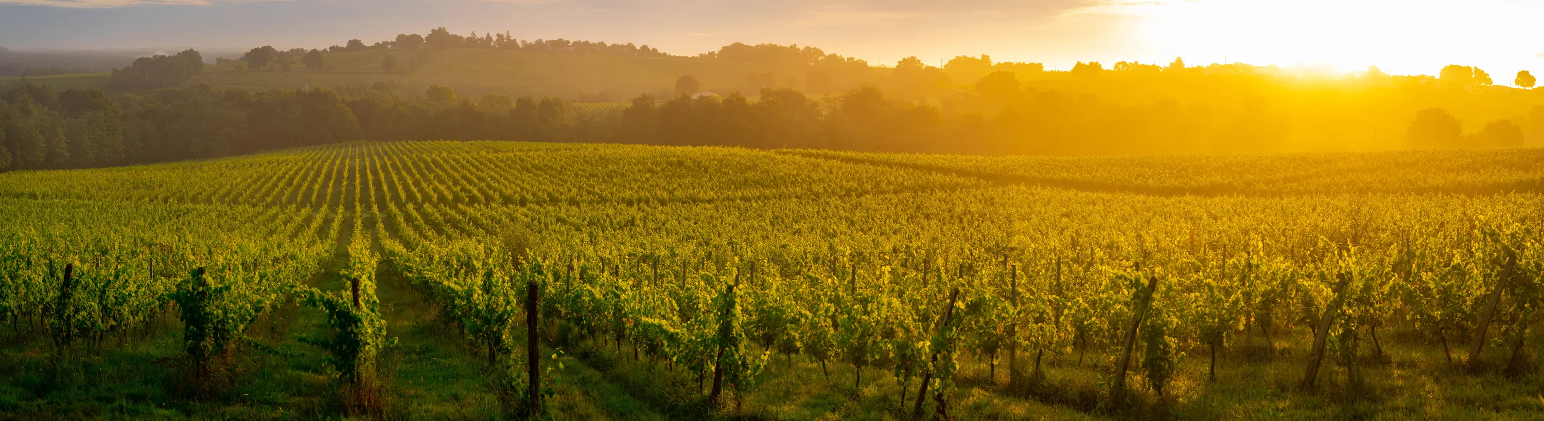 Sunset landscape, Bordeaux wineyard, Langoiran, france