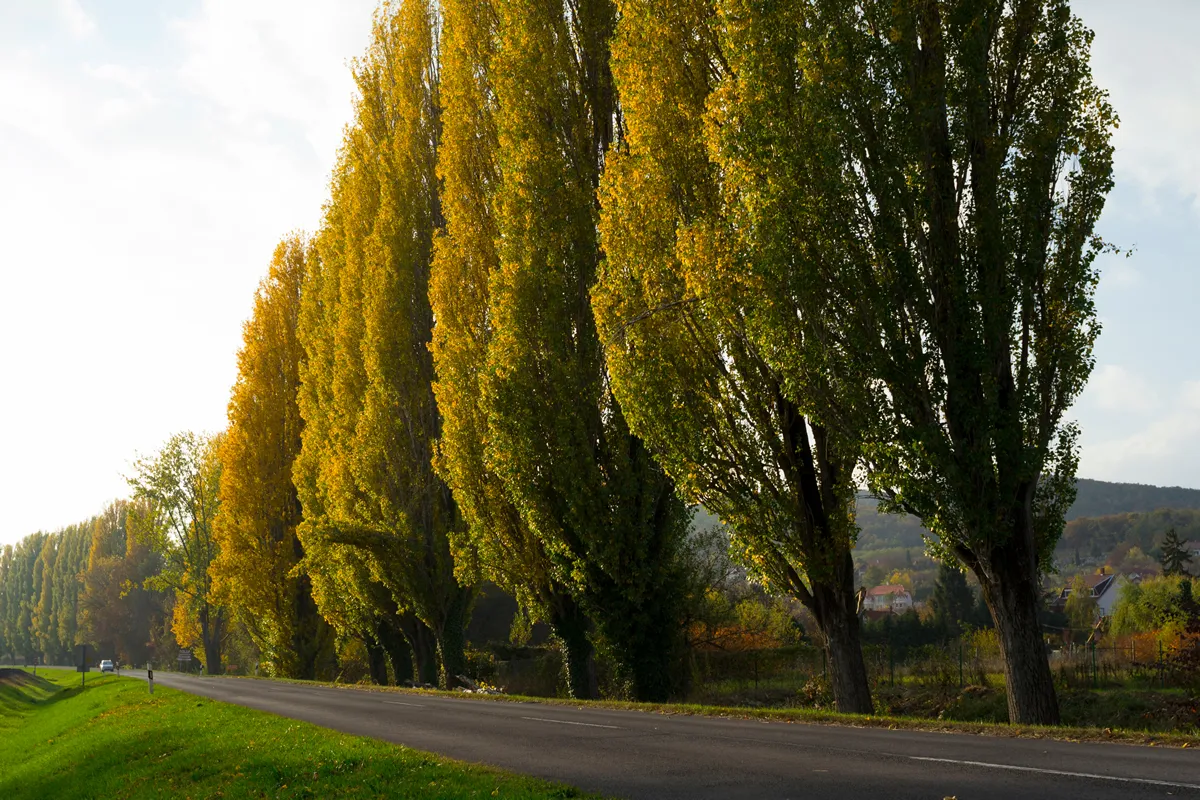roadside lombardy poplars with yellow leaves at autumn