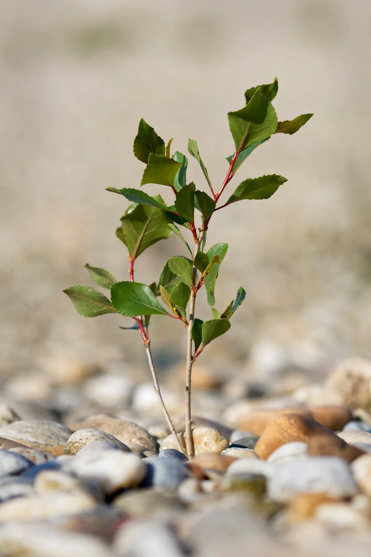 Black poplar tree from river flood forest