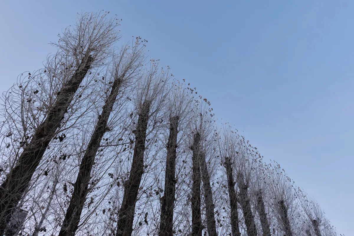 Cutted and trimmed trees with the blue clean skies as Background. Concept of Sanitary and molding pruning of trees in winter. Bottom view image.