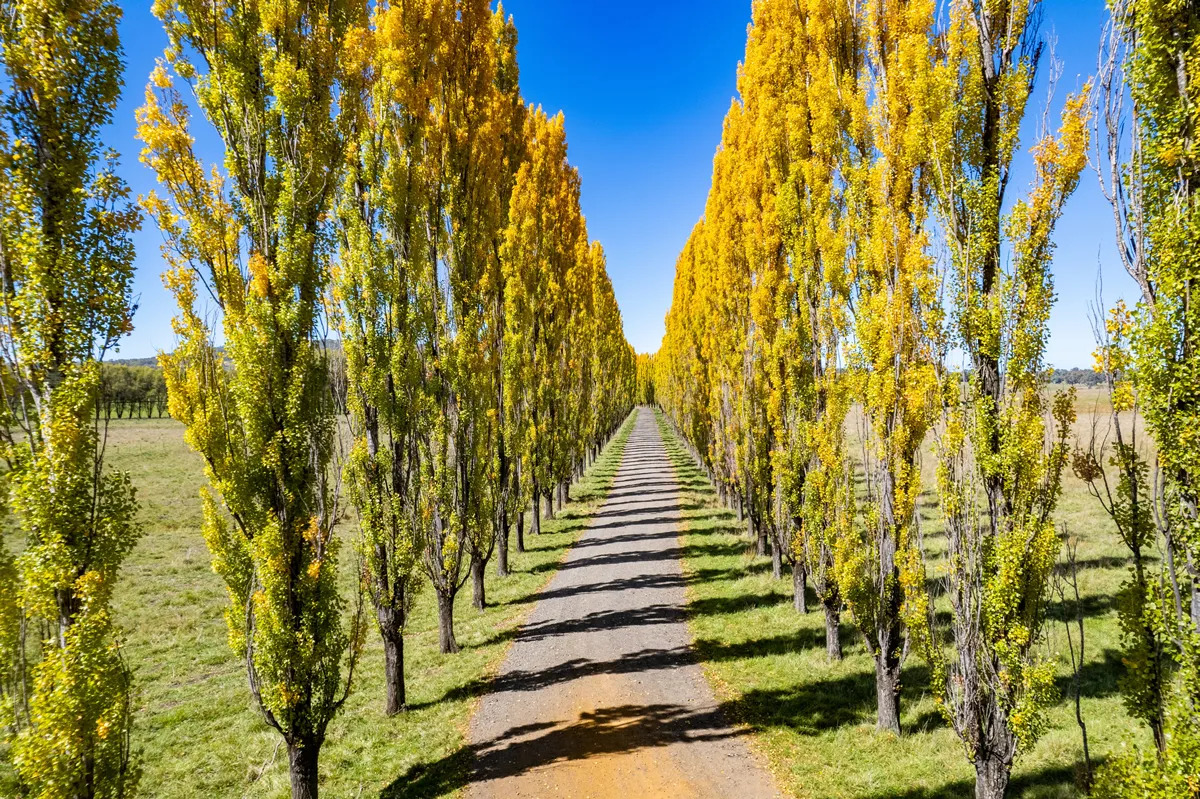 Looking down a country lane that is lined with yellow autumn poplar trees on a sunny blue sky day.