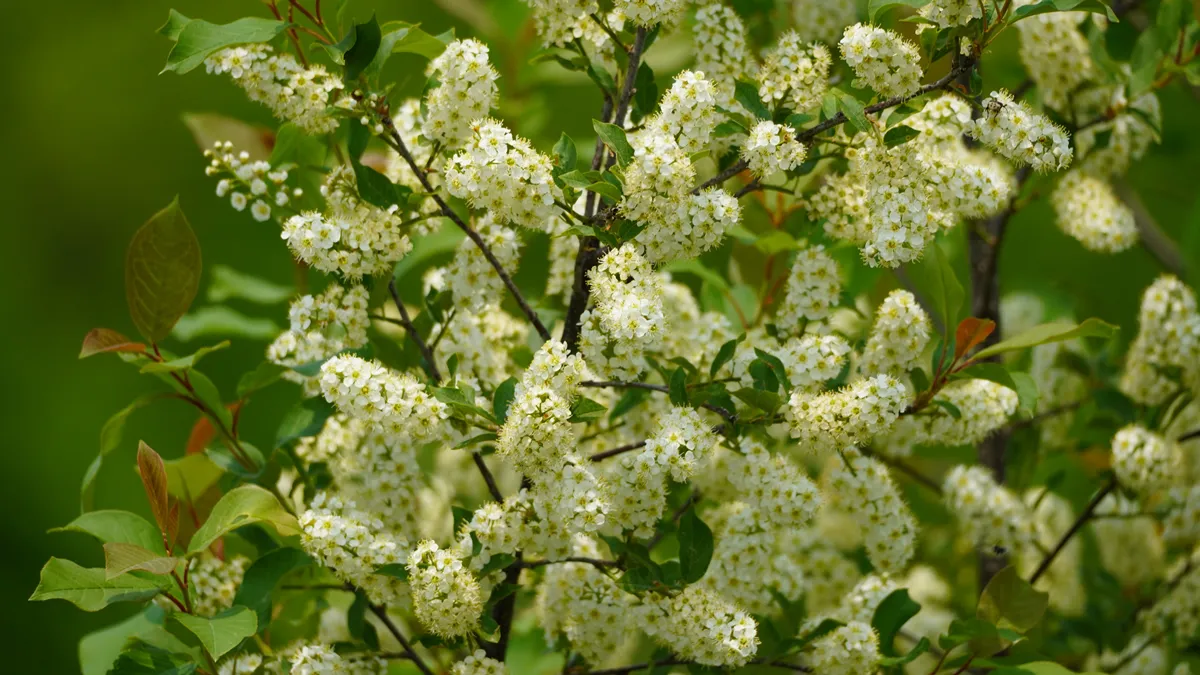 The eastern cottonwood is a large tree that is characteristically found in floodplains, known for colonizing open areas.