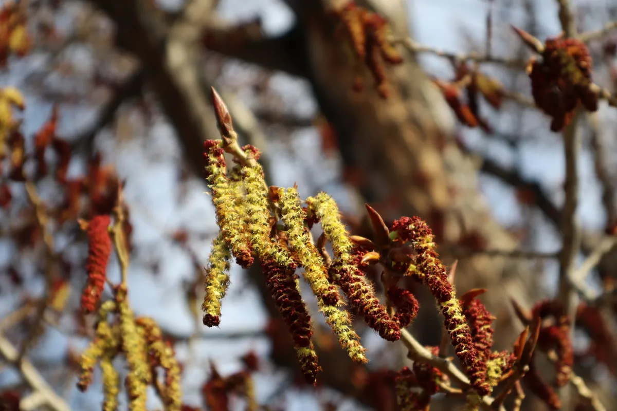 Flowers of Populus deltoides (eastern cottonwood). Tbilisi, Georgia