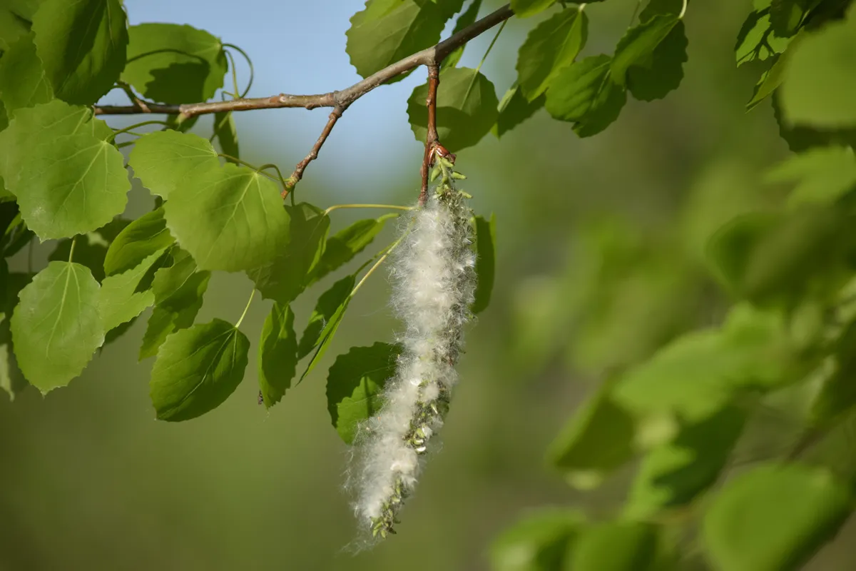 Black poplar (Populus nigra) branch with seed tuft