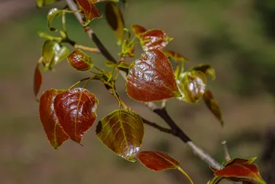 Spring and new life concept for natural design. Branch with young brown leaves of poplar tree. Populus x canadensis. Bright heart-shaped leaf of Black Poplar tree, species of cottonwood. Populus nigra