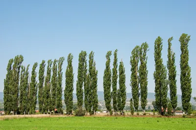 Country summer landscape, a row of tall poplars at the edge of green field, Bulgaria