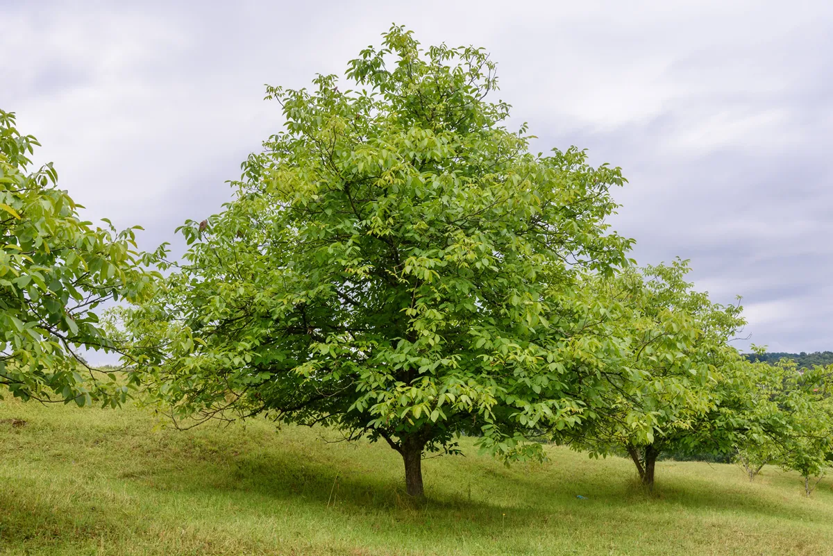 Green ripe walnuts on tree.
