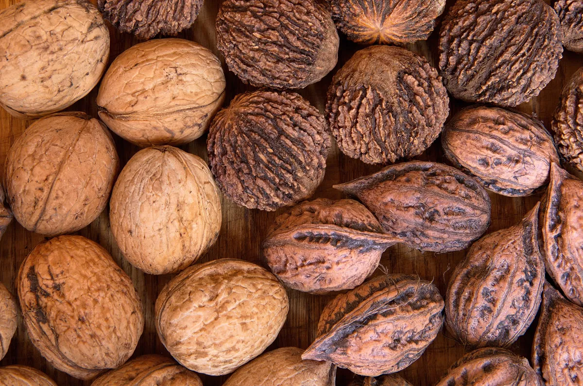 Whole fruits of eastern black walnut, manchurian walnut and walnut on a wooden table close-up. The texture of the fruit of the various species of nuts as a background. Top view