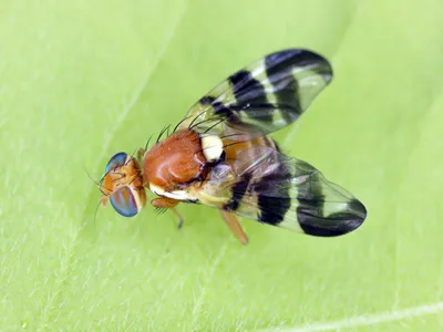 Walnut husk fly (Rhagoletis completa) it is quarantine species of tephritid or fruit flies whose larvae damage walnuts.