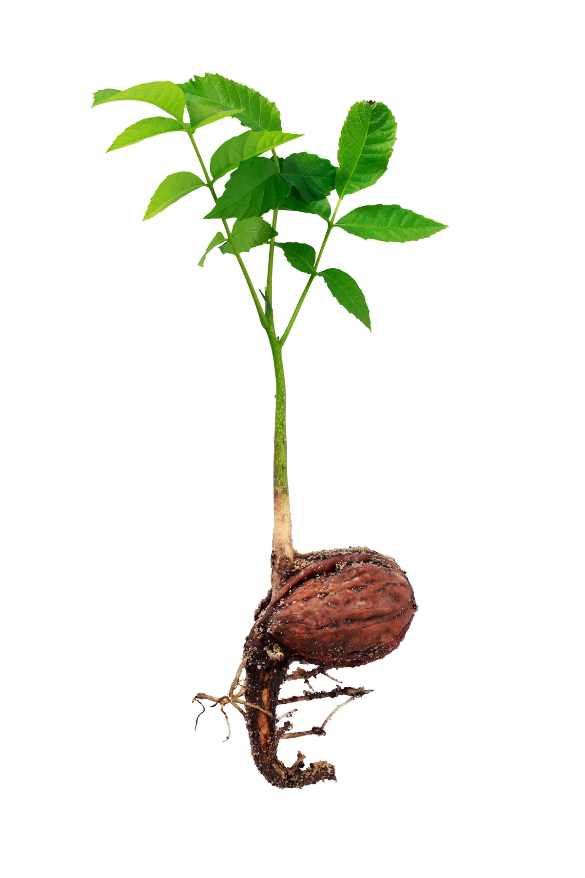 Sprout of a young walnut on the white background