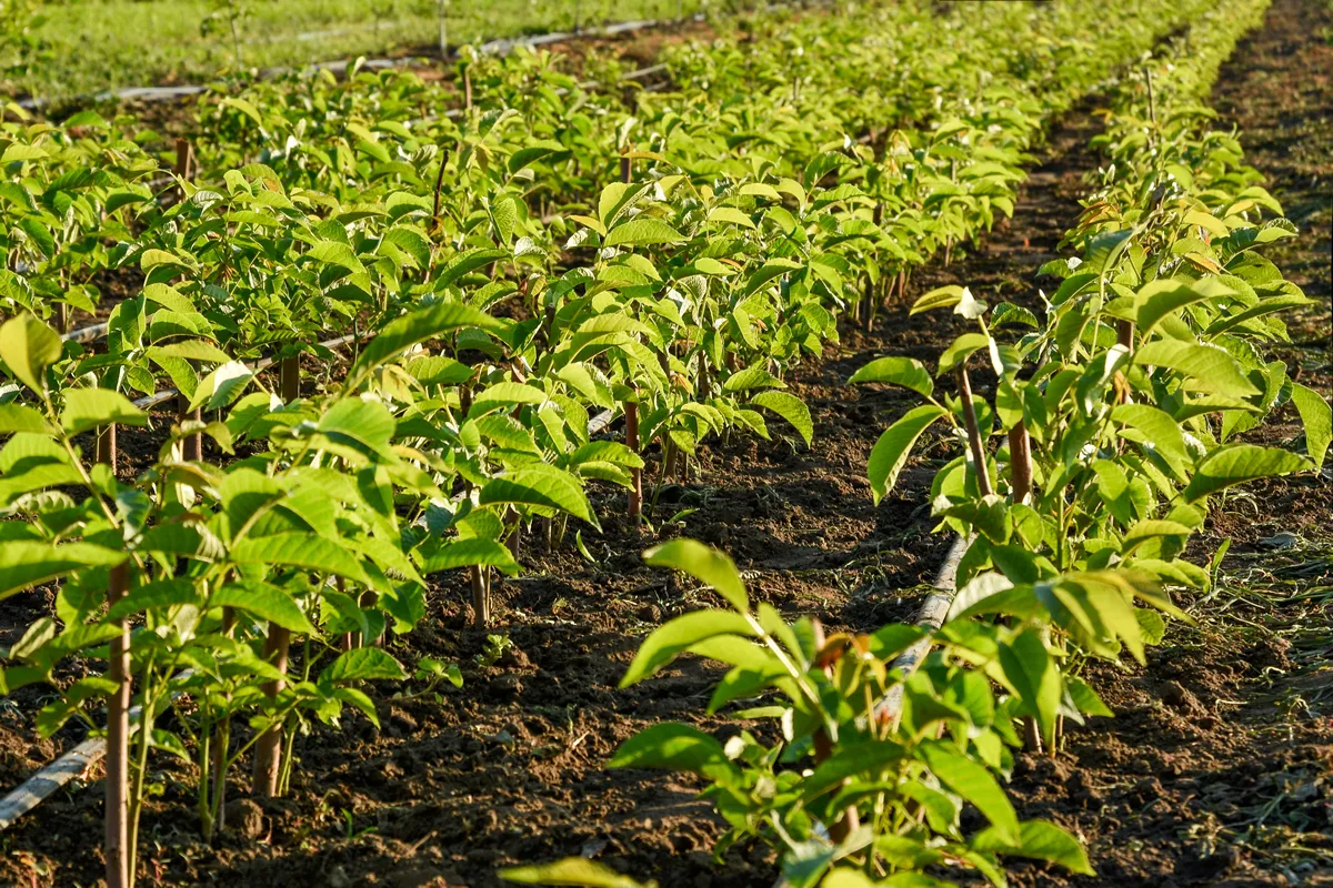 Cultivation of walnut seedlings on the plantation nursery on the stock for sale in the aisle between the planting of hazelnuts