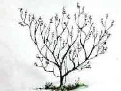 Basic Acer before pruning cuts