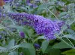 Butterfly Bushes