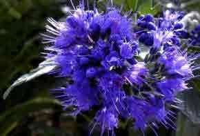 Caryopteris