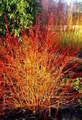 Cornus alba