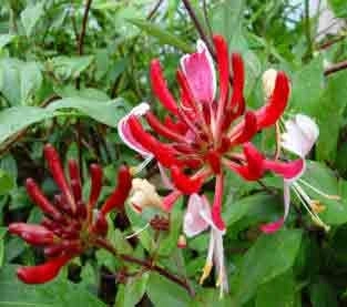 Honeysuckle