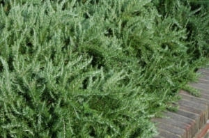 Rosmarinus Prostratus