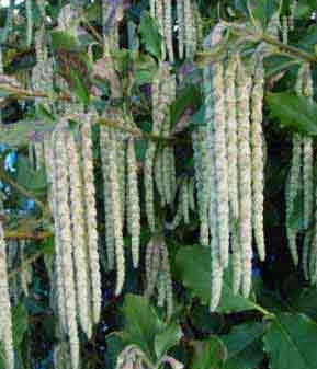 Garrya Eliptica