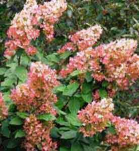 Hydrangea Paniculata Grandiflora