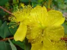 Hypericum Elstead