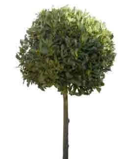 Abelia
