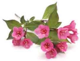 Pink Weigela