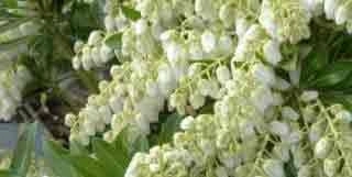 Pieris japonica