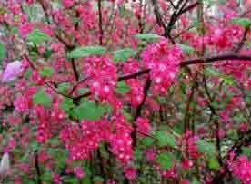 Ribes