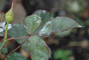 The start of mildew on rose leaves