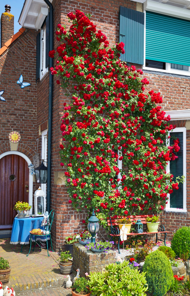 Beautiful red climbing roses on a typical Dutch house from the 1930's, the Netherlands