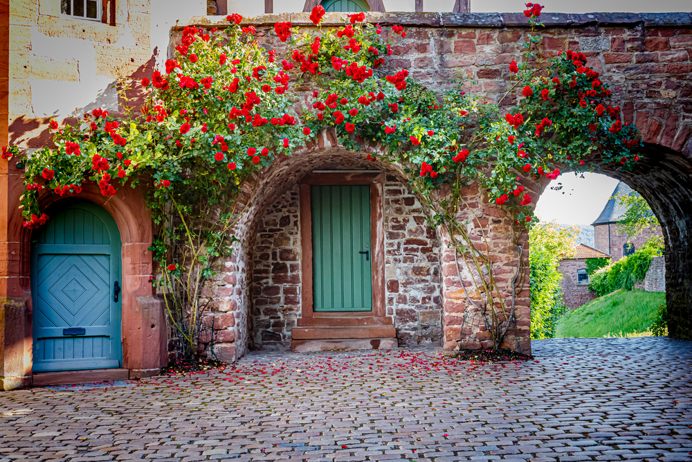 Big rose bush on vintage stone wall background. Pretty climbing rose around a door. Large Beautiful climbing rose tree near blue door of ancient medieval castle