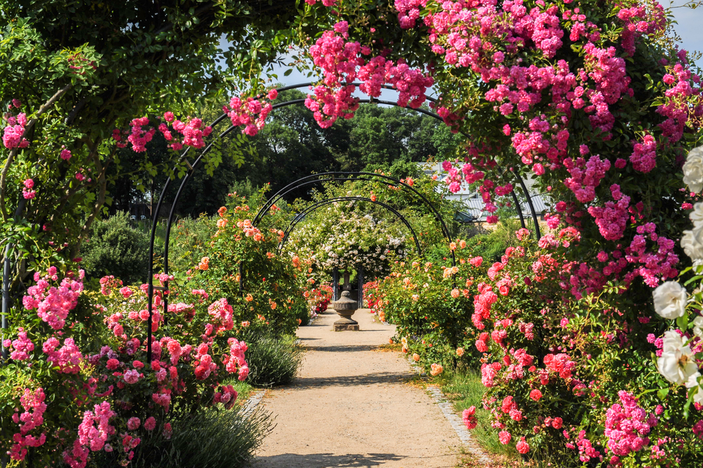Idyllic park with roses on the rose arch, pavilion, paths and fountain