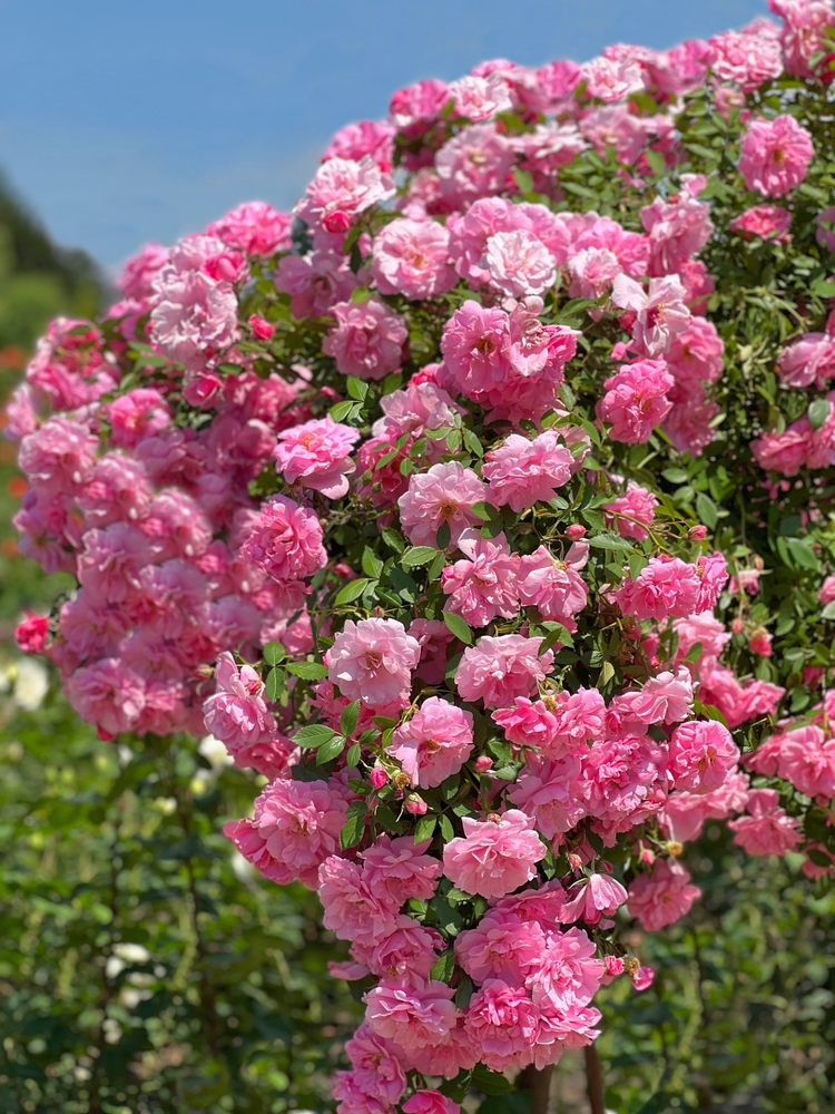 Climbing rose bush with pink beautiful flowers.