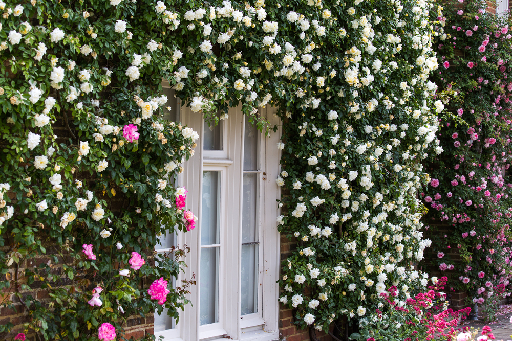 Window surrounded by trained roses