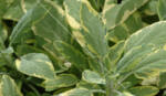 Salvia Icterina - Sage Bush