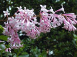 Syringa - Lilac flower